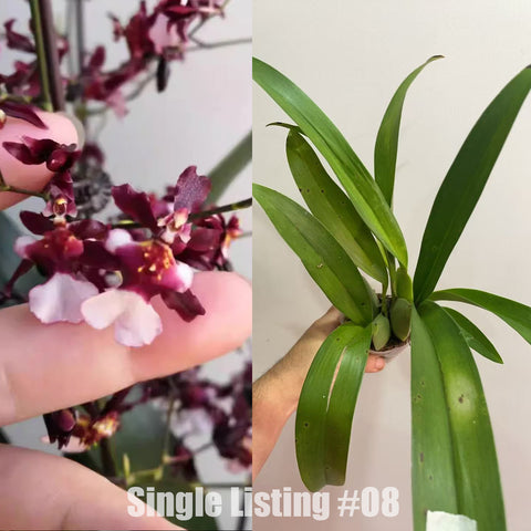 [AS-IS] Onc. Jairak Fragrance 'Chocolate'  巧克力文心 252 #O8 [Nov in Stock]