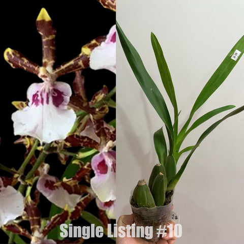 [AS-IS] Odontocidium Wild Willie 贵妇人 #10 [Nov in stock]