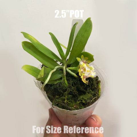 [Bare-root]Gastrochilus japonicus 黃松蘭[Aug in Stock]