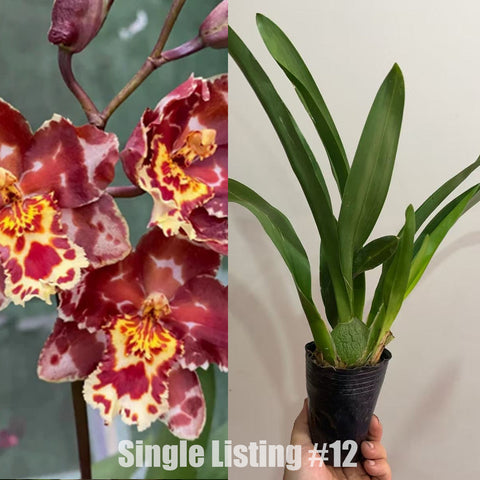 [AS-IS] Wilsonara Eye Candy 派大星 #O12 [Nov in stock]