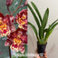[Bare-root] #OA# Wilsonara Eye Candy 派大星  [2.8" BS][Wishlist]