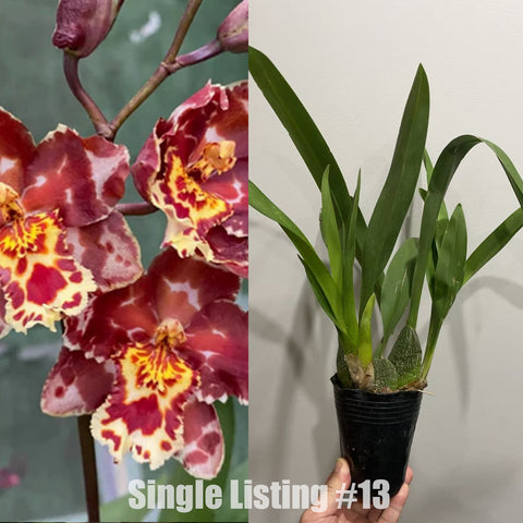 [AS-IS] Wilsonara Eye Candy 派大星 #O13 [Nov in stock]