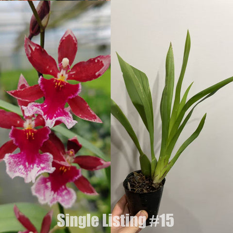 [Bare-root]Cambria Barrocco Red 紅舞女 #15 [Nov in Stock ]