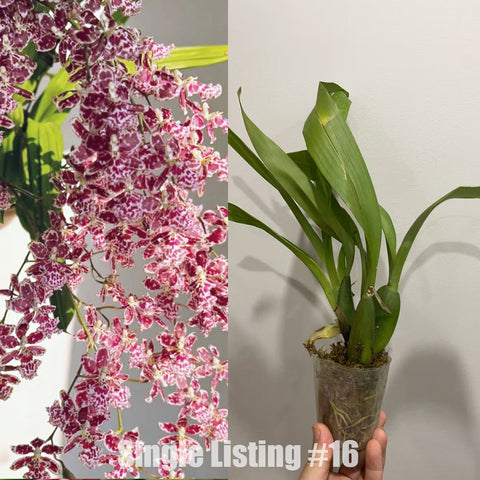 [AS-IS] Onc. Nanboh Waltz 'Boso Sweet' 甜紅豆 #16 [Nov in stock]