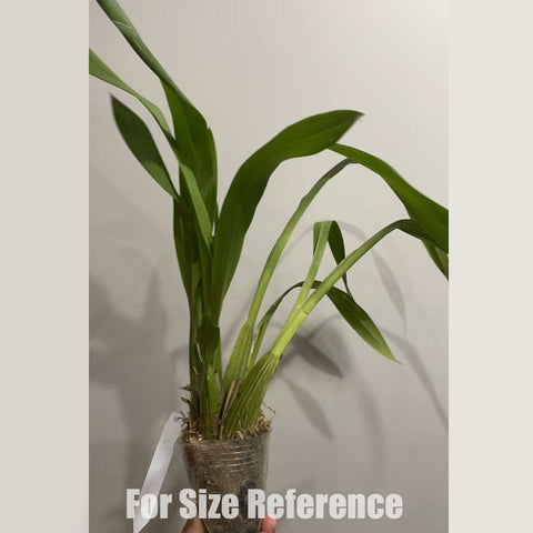 [AS-IS]Oncidium Yuan Nan Gold 雲南瑞金 [Nov in stock]