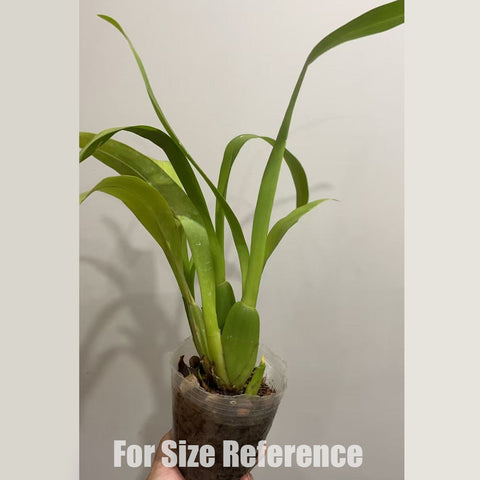 [AS-IS] Miltassia Dagmara 紅蜘蛛 [Nov in stock]