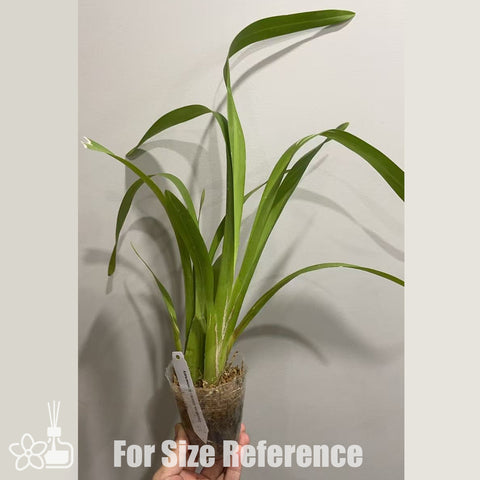 [AS-IS]Oncidium Golden Anniversary [Nov in stock]