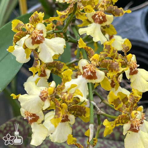 [AS-IS]Oncidium Golden Anniversary [Nov in stock]