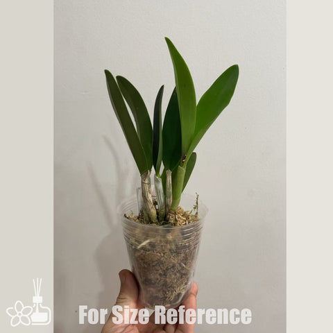 [Bare-Root]Cattleya Love Knot 'Sato' 航行 [Nov in stock]