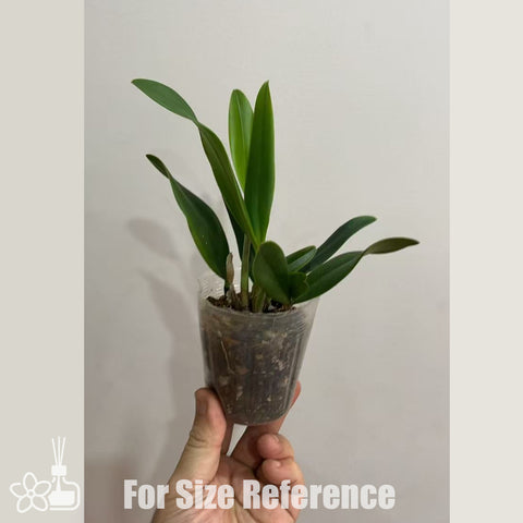 [Bare-root] #Mini Cattleya# Blc. Hearts Queen 紅心皇后 [Nov in stock]