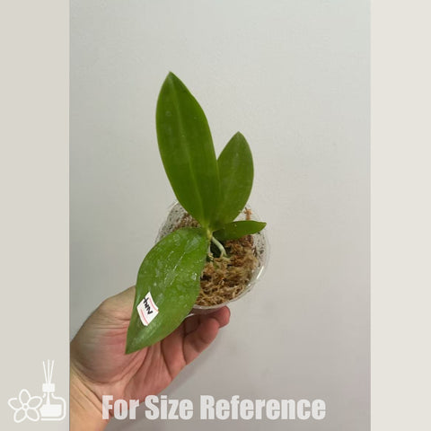 [Bare-root] Phal. zebrina × sib 斑紋蝴蝶[Nov in stock]