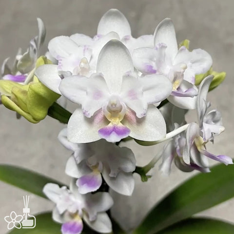 [Bare-root]Phal. SWR Snowflake 'Peloric' 雪花兩眼 [Nov in Stock]