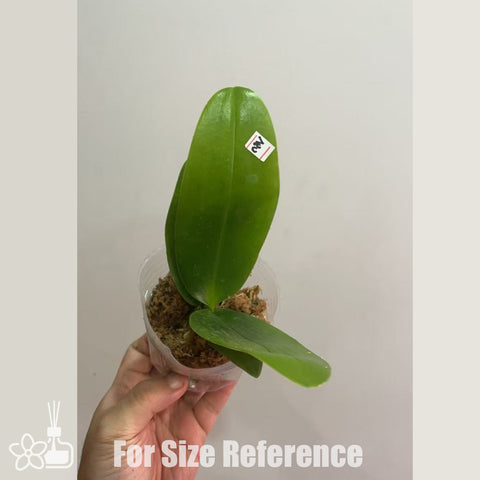 [Bare-root]Phal. SWR Snowflake 'Peloric' 雪花兩眼 [Nov in Stock]