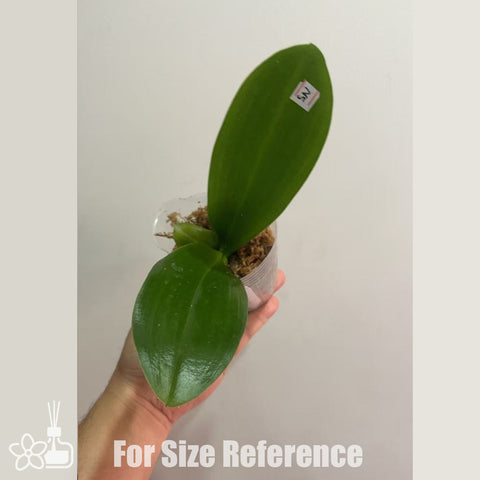 [Bare-root]Phal. Brother Prince ‘Hai Tony’ [Oct Preorder 25]