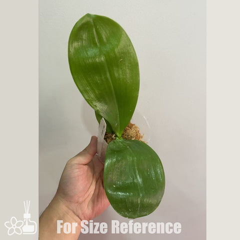 [Bare-root]Phal Yaphon Gelacea [Nov in stock]