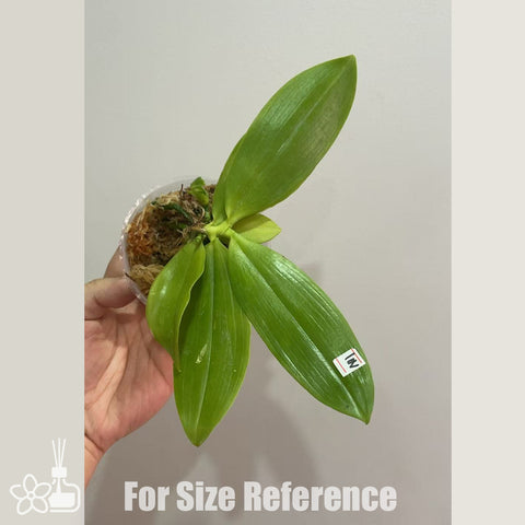 [Bare-root]Phal. speciosa ‘Y23’  咖啡盾 ‘Y23’ [Nov in stock]