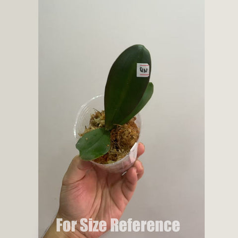 [Bare-root]Phal. Victoria's Lace [Sept Preorder]