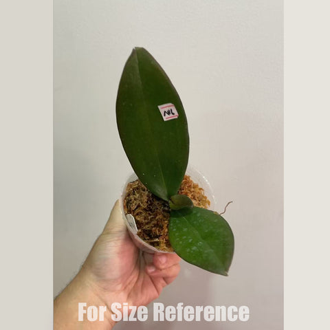 [Bare-root]Phal. MS RocknRolla 搖滾幫  [Nov in Stock]