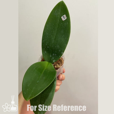 [Bare-root]Phal. Bernice Maskin (gigantea x eq )[Nov in Stock]