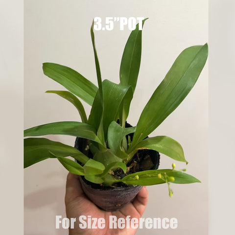 [Bare-root] Oncidium Twinkle 'yellow Bird' 黃鳥[Aug in Stock]