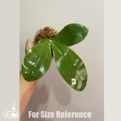 [Bare-root]Phal. Yang’s Double Diamond x LL Blue Magpie [Oct Preorder 25]