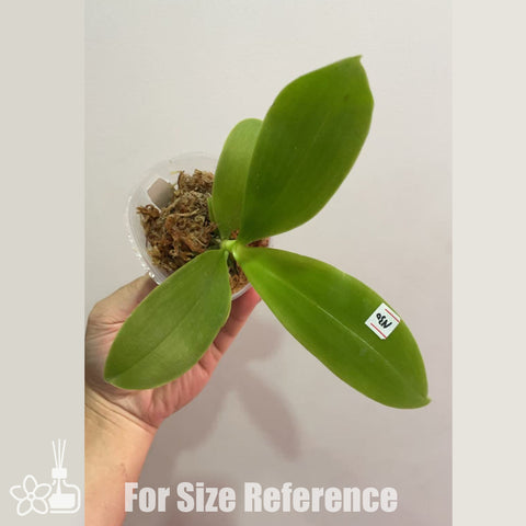 [Bare-root]Phal. Mituo Reflex Dragon ‘Blue-2’ x Penang Jewel [Nov in stock]