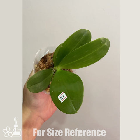 [Bare-root]Phal. Yaphon Blue Bird x Mituo Relflex Dragon’Blue#2′  [Oct Preorder 25]