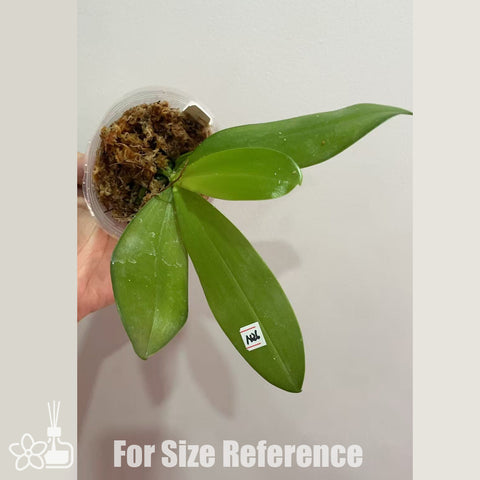 [Bare-root]Phal. Smiley Bluebird x Jennifer Palermo [Nov in stock]