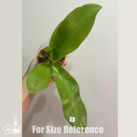 [Bare-root]Phal. Lioulin Blue Parrot x LL Blue Magpie [Sept Preorder]