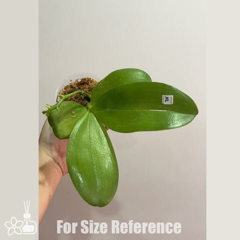 [Bare-root]Phal. MS Blue Star Jewel 星珠 [Nov in stock]