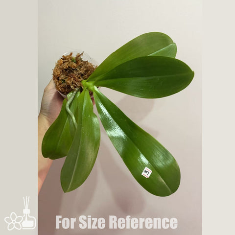 [Bare-root]Phal. Mainshow Blue Sparrow x Phal. LL Blue Leopard [Nov in stock]