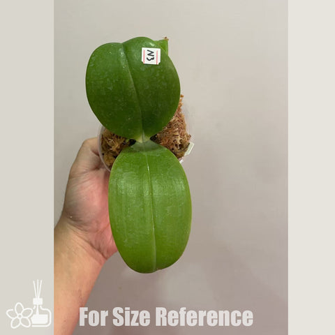 [Bare-root]Phal. Lioulin Blue Star × Equalacea 柳林藍星xEq狗 [Nov in stock]