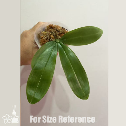 [Bare-root]Phal. speciosa 'Blue Net' x Phal. sanderiana 桑德x盾花 [Nov Preorder]