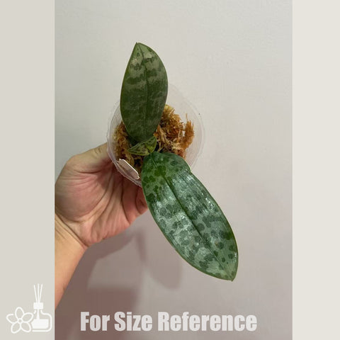 [Bare-root]Phal. speciosa 'purple' x Phal. schilleriana '112-1' [Nov Preorder]