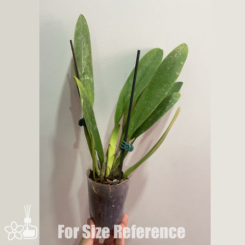 [Bare-root]Cattleya hardyana semi-alba 半白哈迪 [Oct Preorder 25]