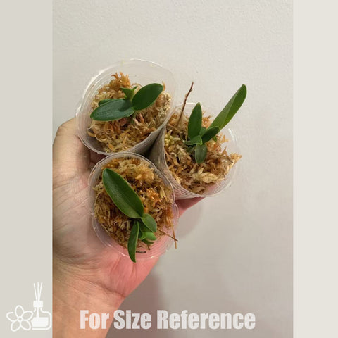 [Bare-root]C. maxima f . carnea 'sakura whisper' Seedling 櫻花馬小苗 [Oct Preorder]