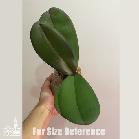 [Bare-root]Phal. Ox Black Face 絲絨紅天鵝 [Sept Preorder]