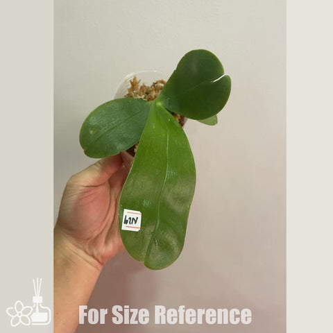 [Bare-root]Phal. Jewel Jaguar Indigo 藍珍珠  [Nov in stock]