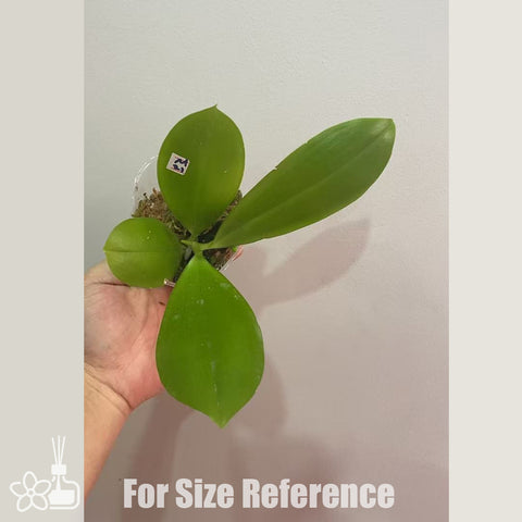 [Bare-root]Phal. tetraspis coffee ‘Dark Roast‘ 盾花黑咖啡 [Nov in stock]