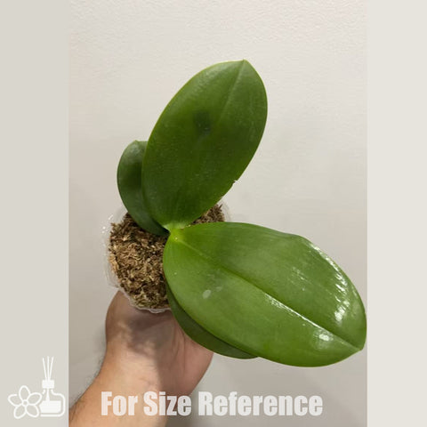 [Bare-root]Phal. San-Ho Chanel 香奈兒 [Nov in Stock]