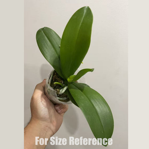 [Bare-root]Phal. Liu's Fantasy 劉氏幻想 [Nov in Stock]