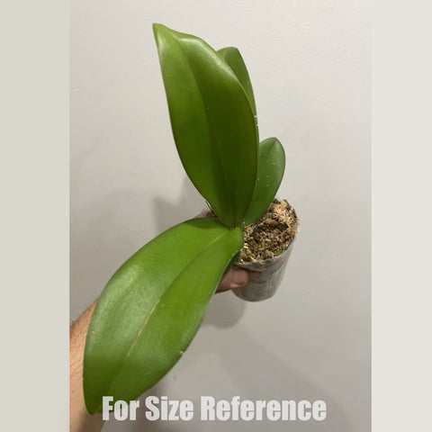 [Bare-root]Phal. Fangmei Golden Topaz 香草冰淇淋 [Sept Preorder]