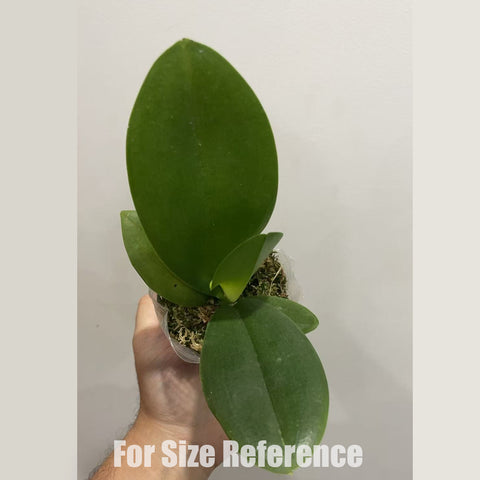 [Bare-root]Phal. Golden Lace Whisper 和鳴金邊蕾絲 [Nov in stock]