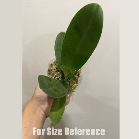 [Bare-root]Phal. Wisconsin 威斯康星 [Nov in stock]