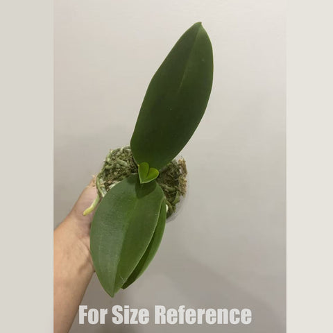 法爾。 Liu's Triprince 'PYL' 黃粉三太子