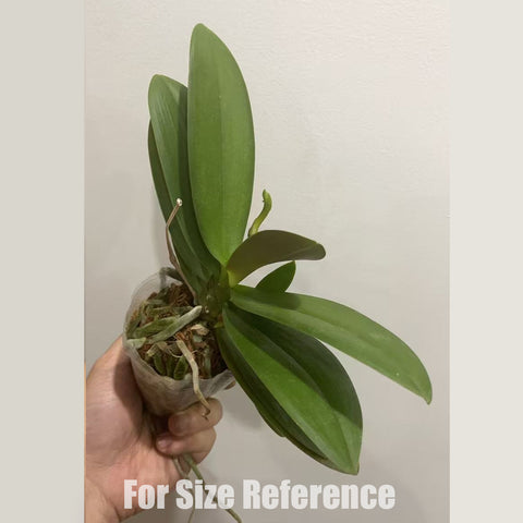 [Bare-root]Phalaenopsis Bellissimo 洛桑 [Nov in stock]