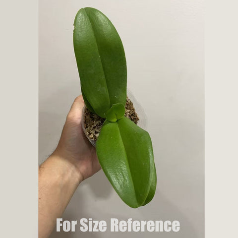 [Bare-root] Phal. Younghome Purple Baby 紫娃娃 [Nov in stock]