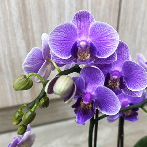 [Bare-root] Phal. Younghome Purple Baby 紫娃娃 [Nov in stock]