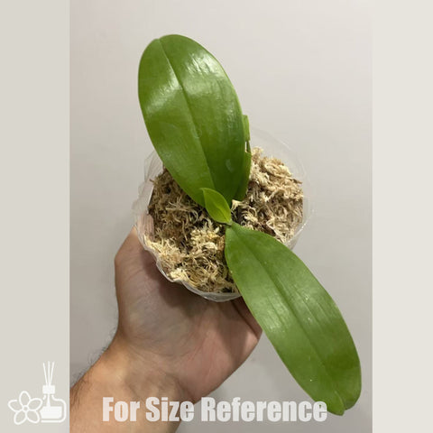 [Bare-root]Phal.LL Blue Magpie x Yin's Dream of Blue [Nov in stock]