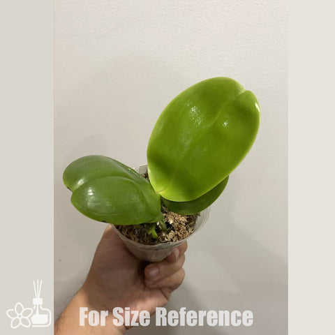 [Bare-root]Phal. LL Blue Family x LL Blue Aiko 藍色愛子 [Nov in stock]